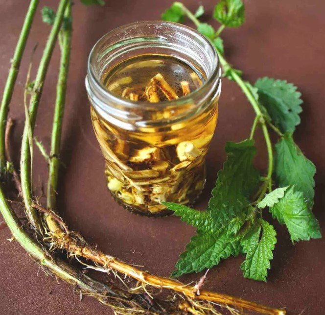 Корінь кропиви